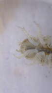 Image of Lirceus brachyurus (Harger 1876)