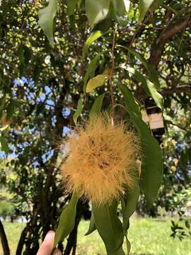 Image of Stifftia chrysantha Mikan