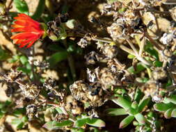 Image of Delosperma ornatulum N. E. Br. ex Stapf