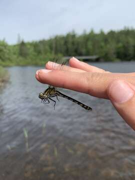 صورة Ophiogomphus anomalus Harvey 1898