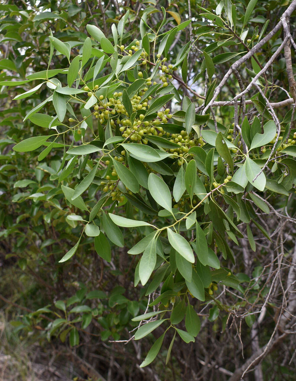 Image of Denhamia disperma (F. Müll.) M. P. Simmons