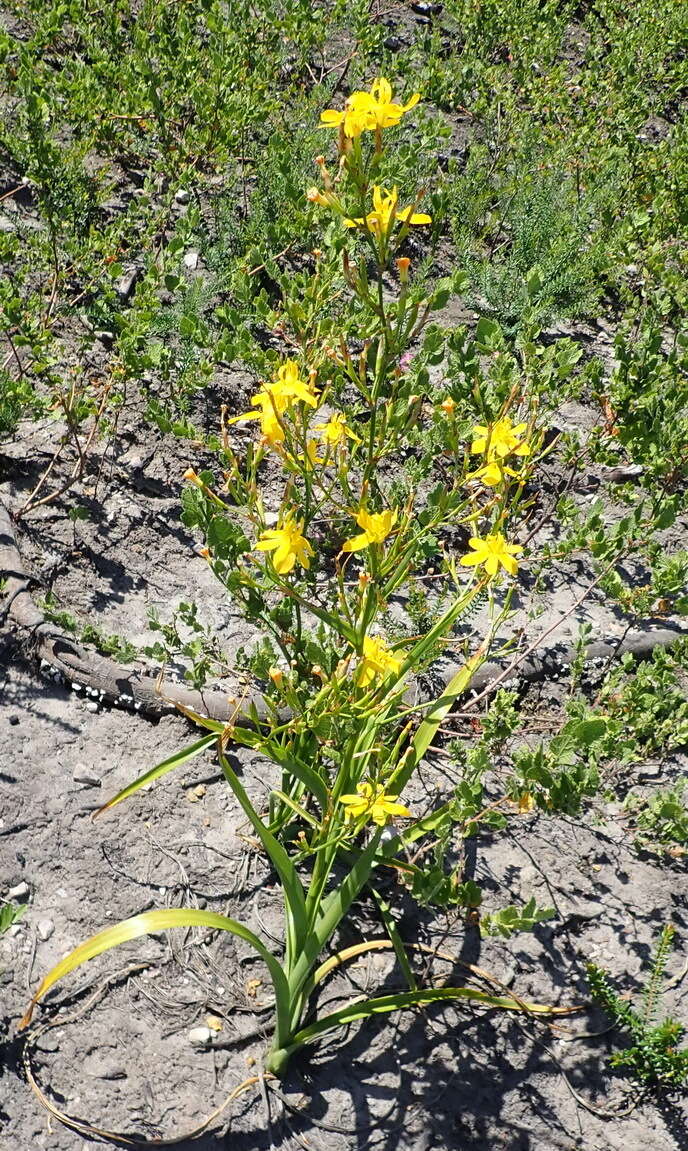 Image of Moraea ramosissima (L. fil.) Druce