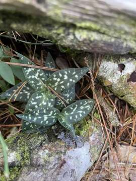 Image of Goodyera maculata T. P. Lin