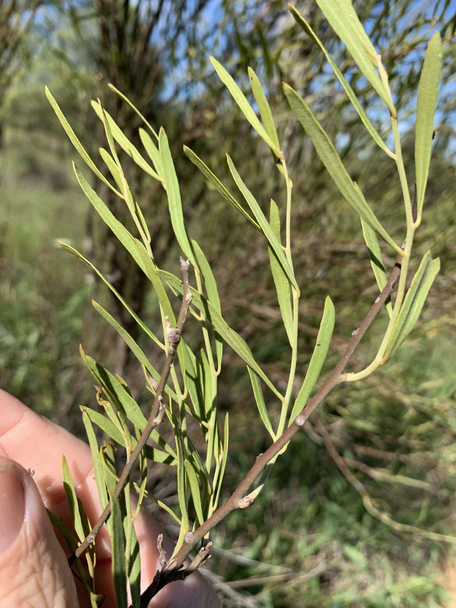 Image of Capparis loranthifolia Lindl.