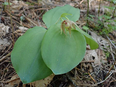 Image of Clustered lady's slipper