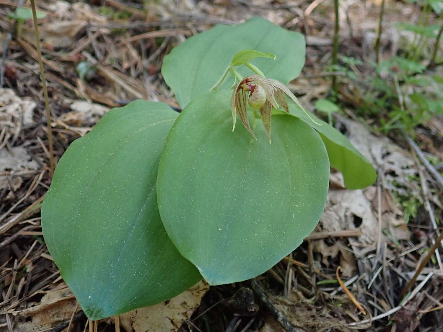 Image of Clustered lady's slipper