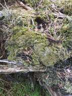 Image of campylopus moss