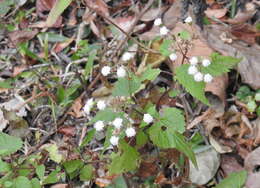 Image of Ageratina tenuis (R. E. Fr.) R. King & H. Rob.