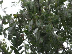 Image of Acacia pyrifolia DC.