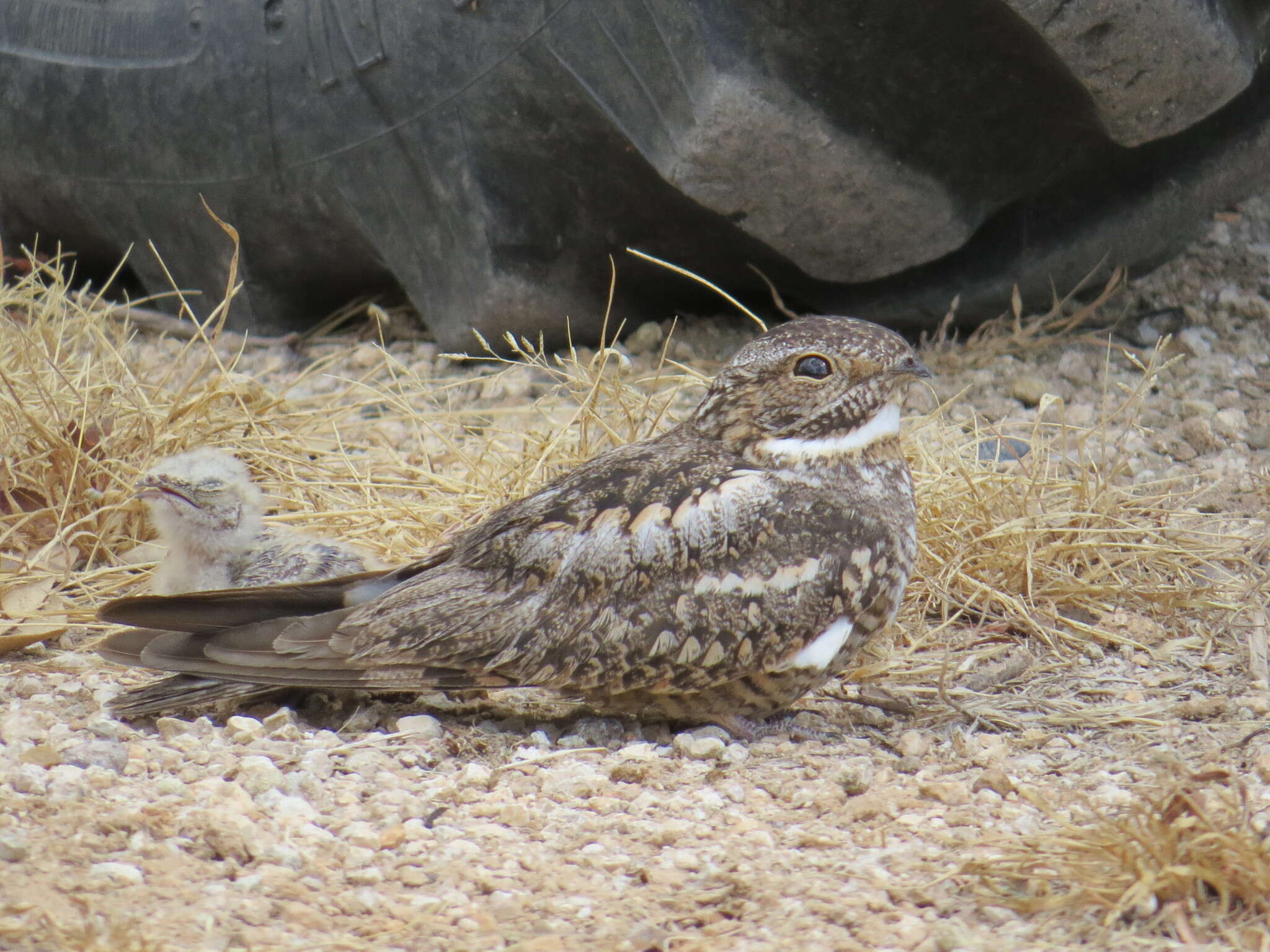 Image of Lesser Nighthawk