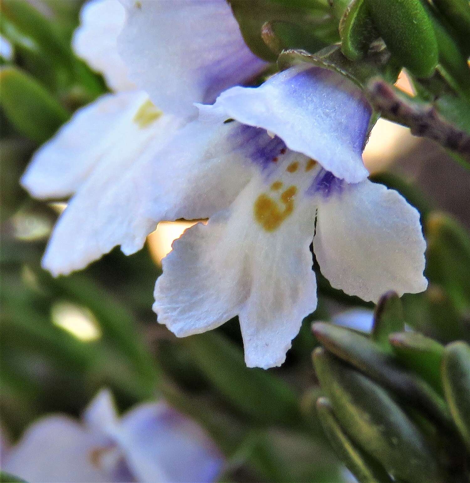 Image of Prostanthera saxicola R. Br.