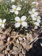 Image of White Sands fanmustard