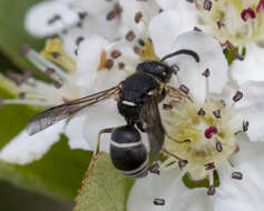 Euodynerus leucomelas (de Saussure 1856)的圖片