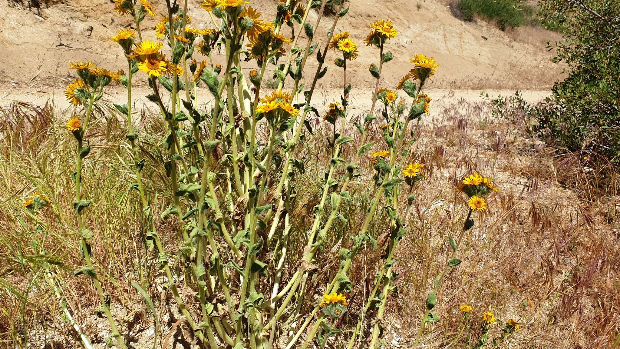 Plancia ëd Hulsea californica A. Gray