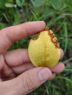 Image of Annona warmingiana Mello-Silva & Pirani