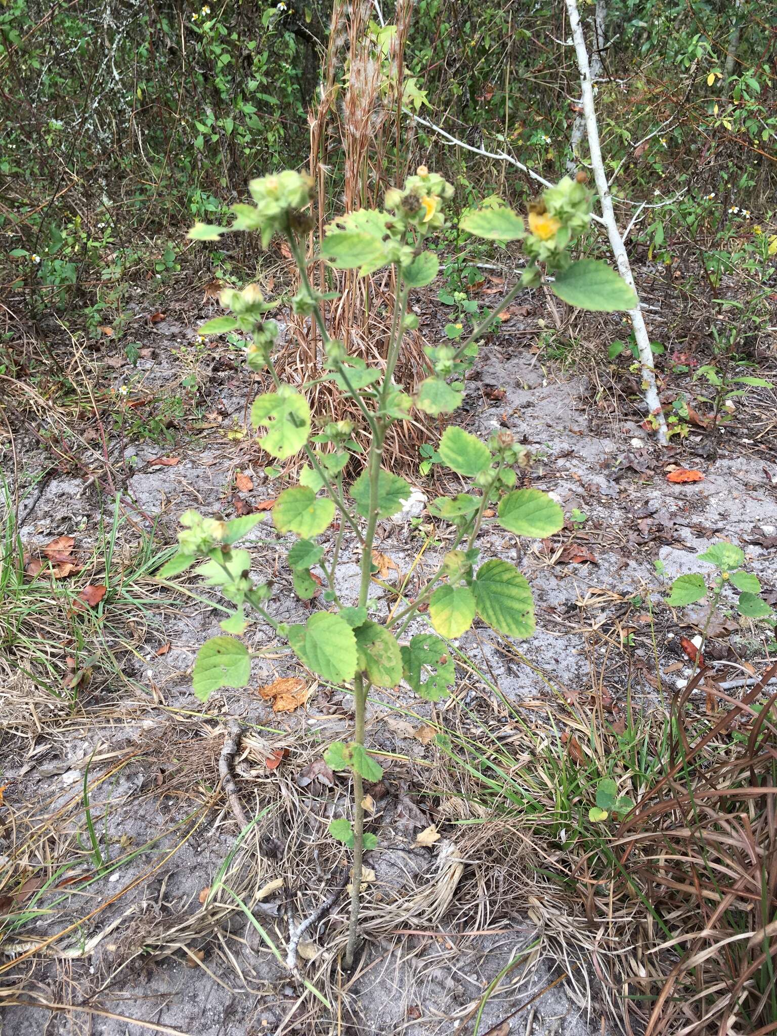 Image of country mallow