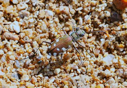 Image of Cicindela (Calomera) cardoni Fleutiaux 1890