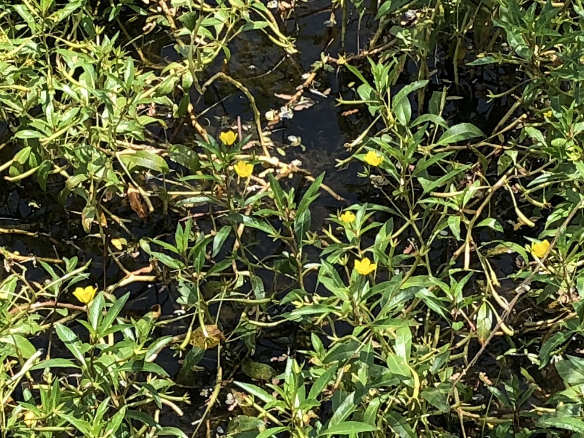 Ludwigia grandiflora var. hexapetala (Hook. & Arn.) D. B. Ward resmi