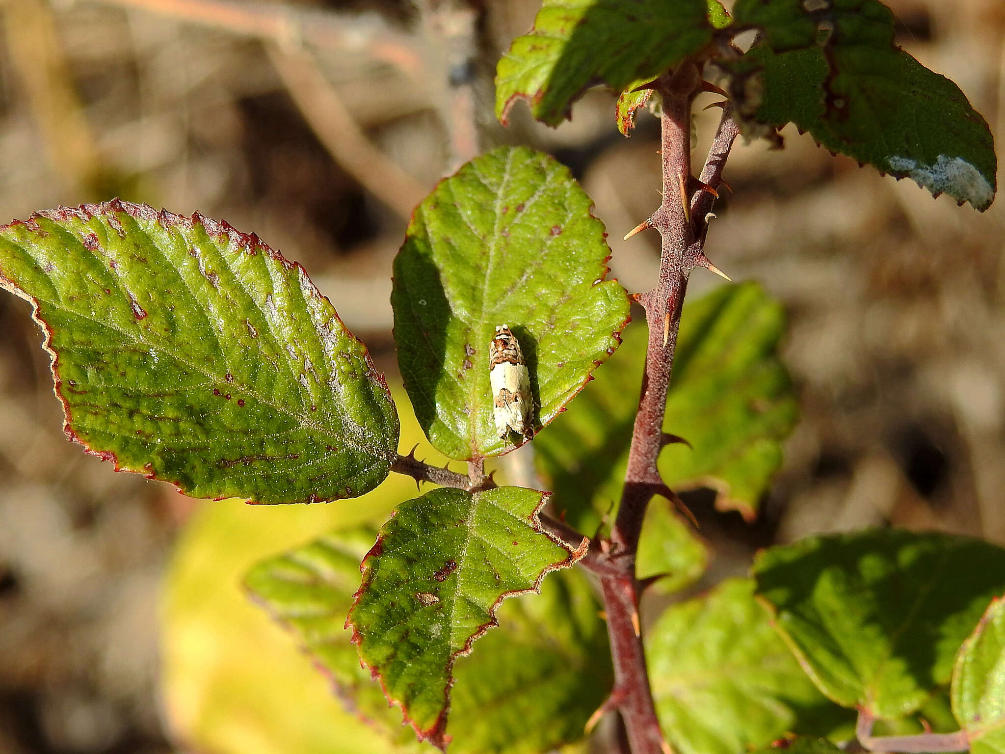 Image of Epinotia thapsiana Zeller 1847