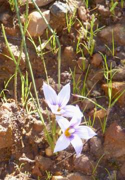 Image of Romulea schlechteri Bég.