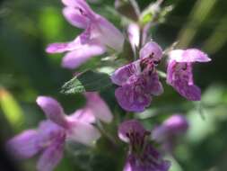 Слика од Stachys hispida Pursh