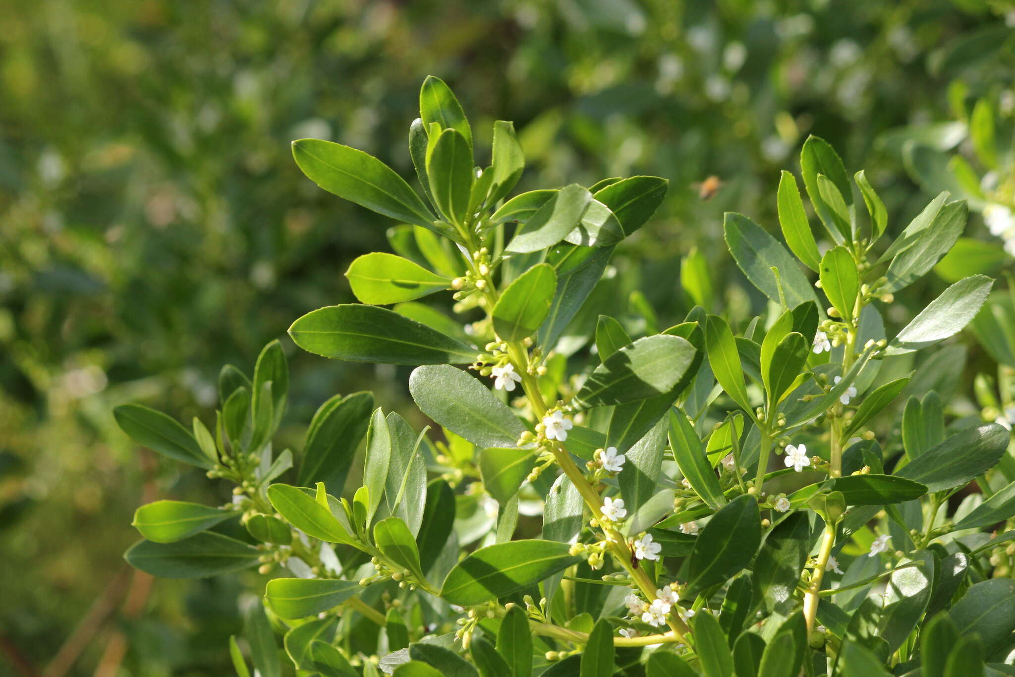 Myoporum insulare R. Br. resmi