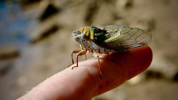 Image of <i>Megatibicen pronotalis walkeri</i>