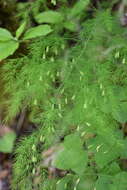 Image of Asparagus tenuifolius Lam.