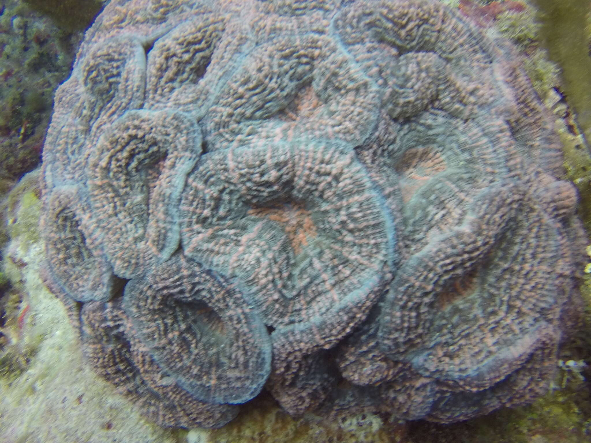 Image of Spiny flower coral