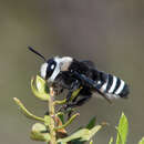 Image of Caupolicana lugubris Smith 1879