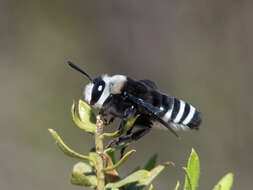 Image of Caupolicana lugubris Smith 1879