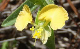 Image of Commelina africana subsp. africana