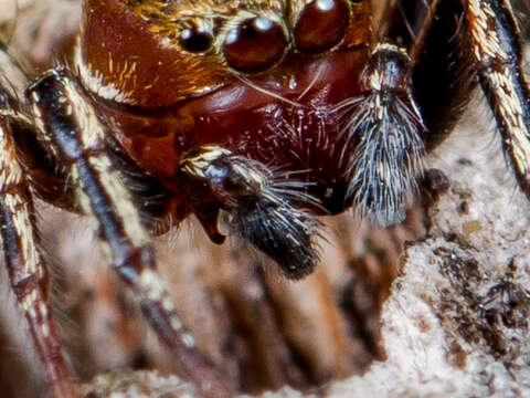 Image of Heliophanus patagiatus Thorell 1875