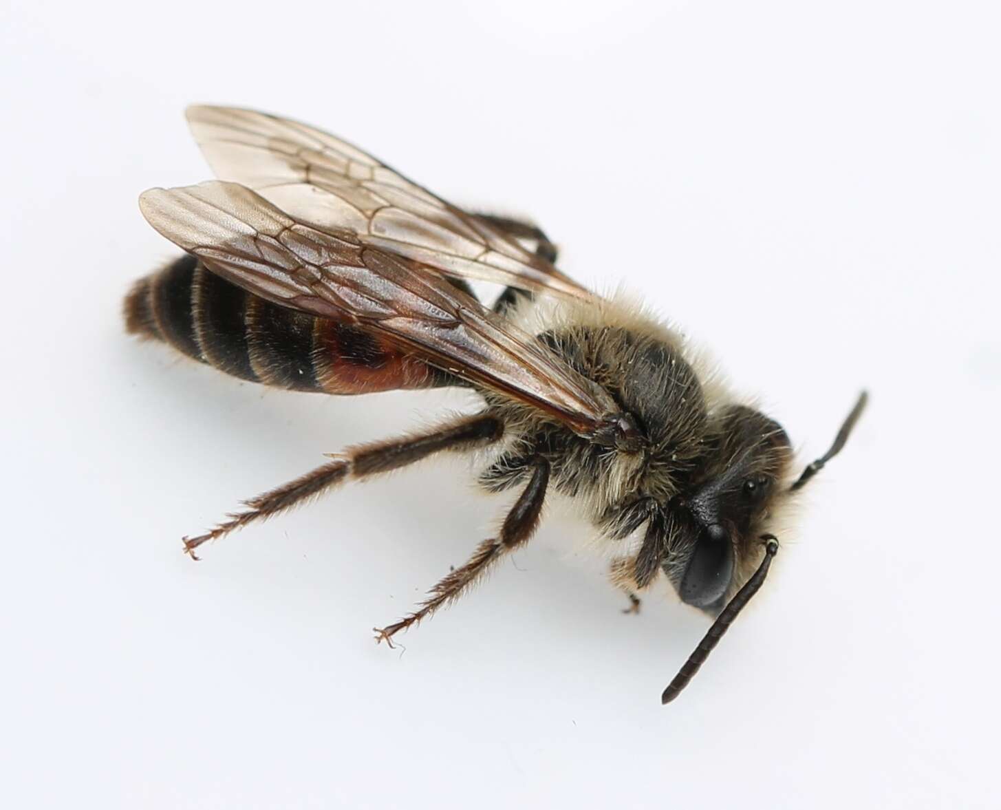 Andrena florea Fabricius 1793 resmi