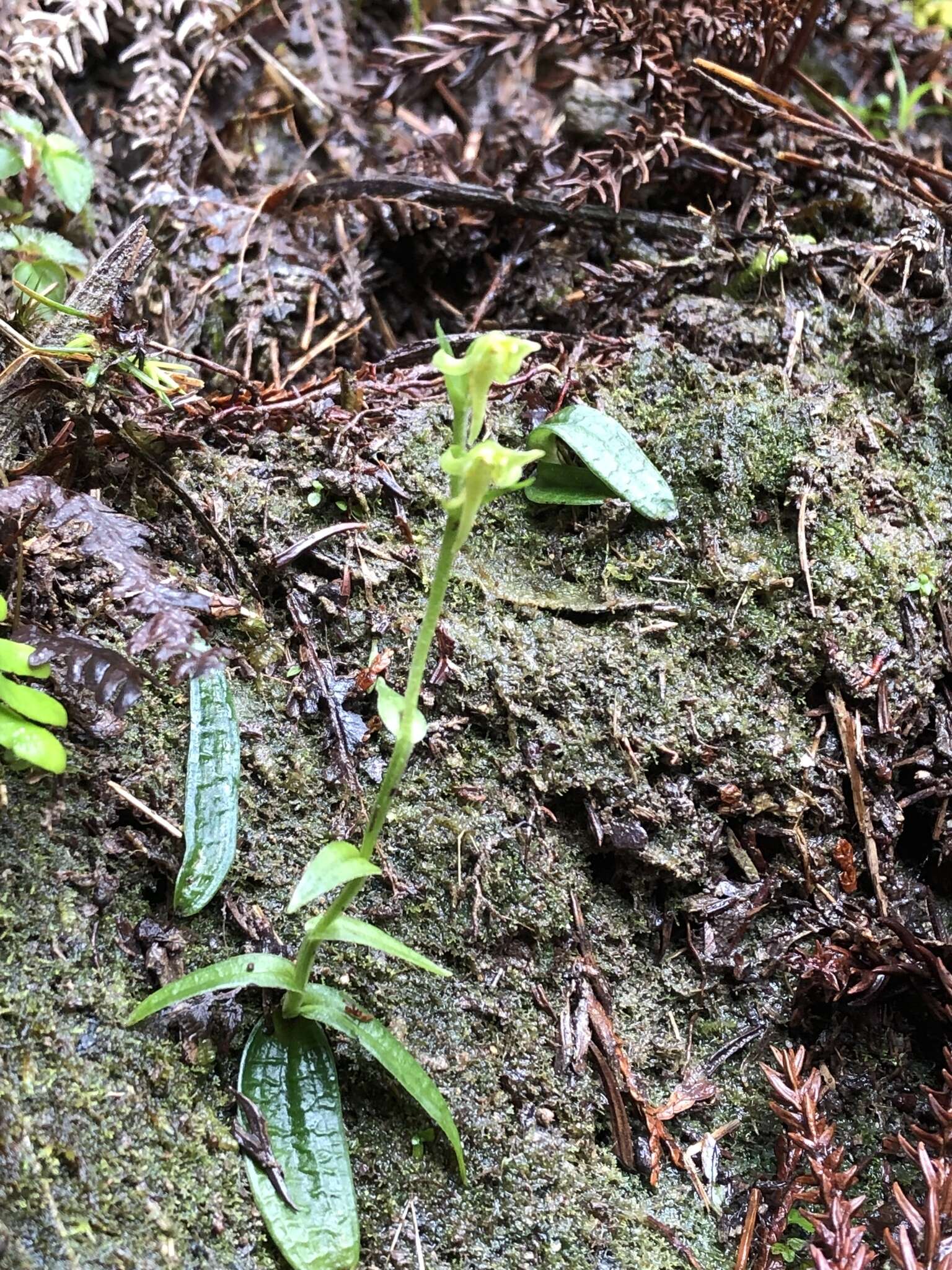 Platanthera mandarinorum Rchb. fil.的圖片