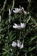 Image of longleaf bush lupine