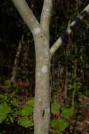 Image of Bakeridesia yucatana (Standl.) D. M. Bates