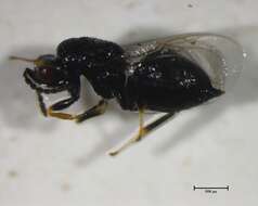 Слика од Eurytoma longavena Bugbee 1951