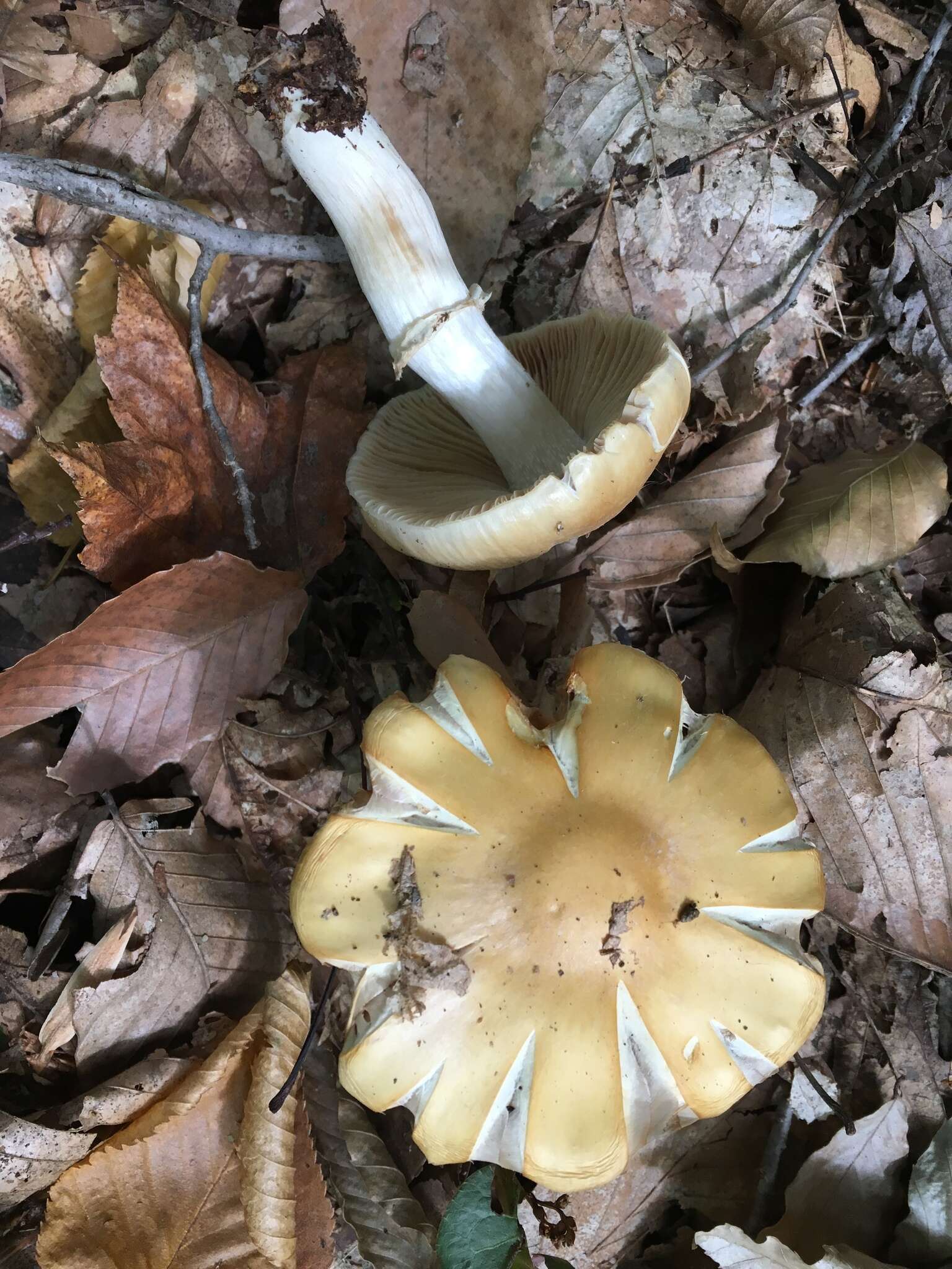 Image of Cortinarius caperatus (Pers.) Fr. 1838