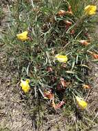 Image of Missouri primrose