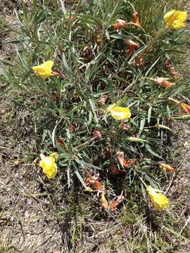 Oenothera macrocarpa Nutt. resmi