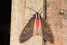 Image of Amastus episcotosia Dognin 1901