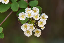 Imagem de Spiraea blumei G. Don