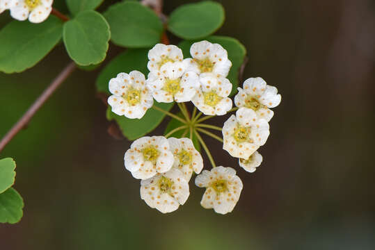 Image of Spiraea blumei G. Don