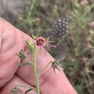 Image of Hermannia tomentosa (Turcz.) Schinz ex Engl.