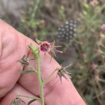 Plancia ëd Hermannia tomentosa (Turcz.) Schinz ex Engl.