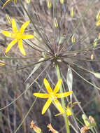 Image of common goldenstar