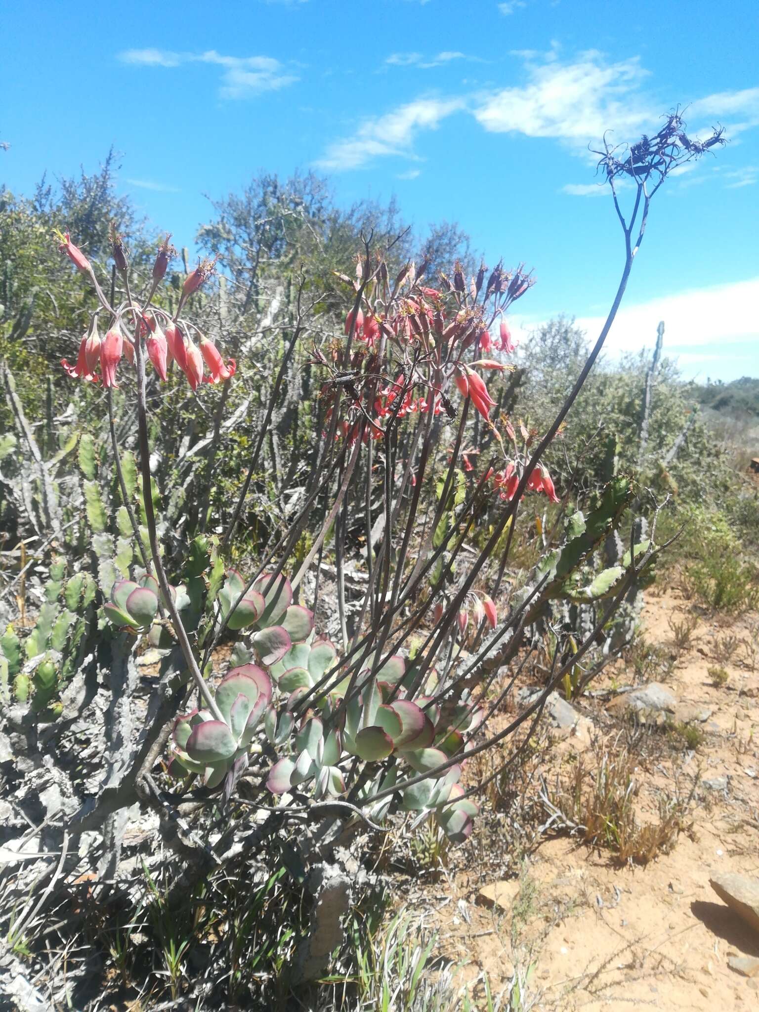 Imagem de Cotyledon orbiculata var. oblonga (Haw.) DC.