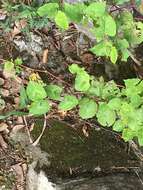 Image of <i>Persicaria <i>chinensis</i></i> var. chinensis