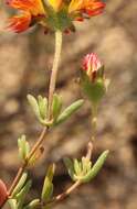 Imagem de Drosanthemum bicolor L. Bol.